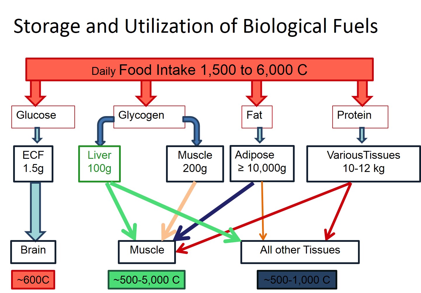 Storage and Utilization of Biological Fuels